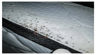 Anti Bedbug & Allergy Treatment Southern Suburbs Melbourne